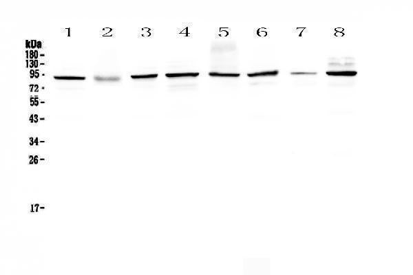 Anti-SAE2/UBA2 Antibody Picoband®