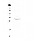 Anti-FRA1/FOSL1 Antibody Picoband®