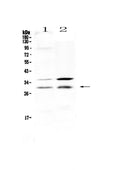 Anti-HOXA5 Antibody Picoband®