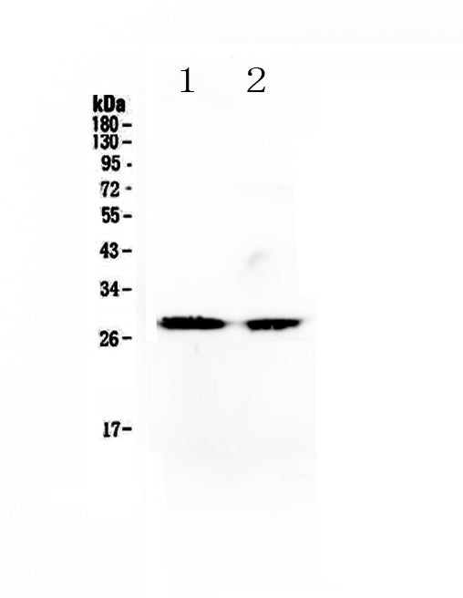 Anti-Myf5 Antibody Picoband®