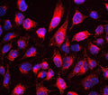 Anti-MTUS1 Antibody Picoband®