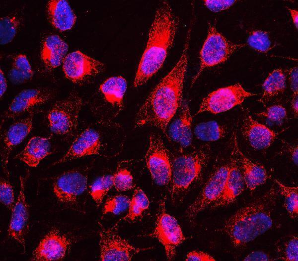 Anti-MTUS1 Antibody Picoband®