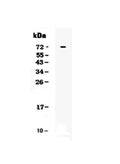 Anti-CRLF2 Antibody Picoband®