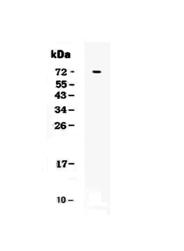 Anti-CRLF2 Antibody Picoband®