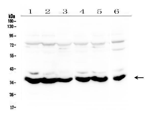 Anti-MT-ND4 Antibody Picoband®