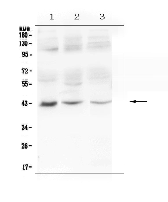 Anti-MAdCAM1 Antibody Picoband®