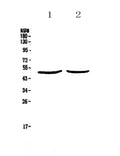 Anti-PLAU Antibody Picoband®