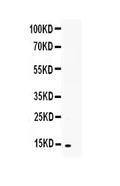Anti-TNFSF18 Antibody Picoband®