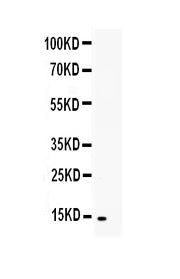Anti-TNFSF18 Antibody Picoband®