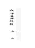 Anti-IL17E/IL25 Antibody Picoband®