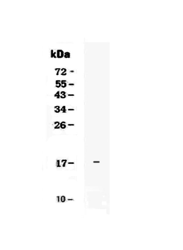 Anti-IL17E/IL25 Antibody Picoband®