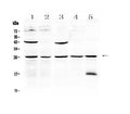 Anti-Noggin Antibody Picoband®