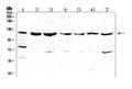 Anti-RNF31/HOIP Antibody Picoband®