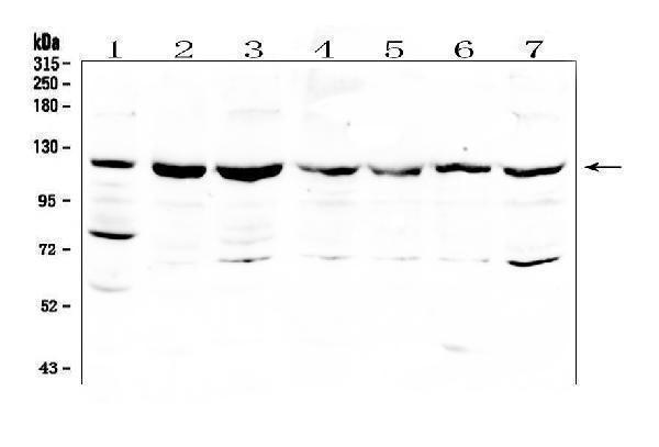 Anti-RNF31/HOIP Antibody Picoband®
