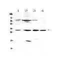 Anti-VEGFB Antibody Picoband®
