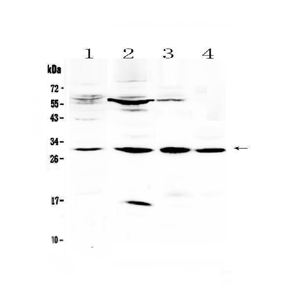 Anti-VEGFB Antibody Picoband®