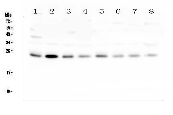 Anti-RAB11B Antibody Picoband®