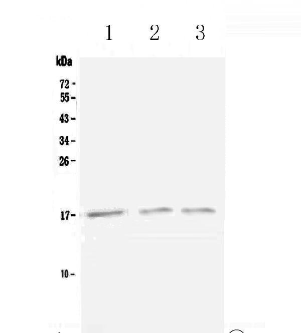 Anti-Lymphotactin/Xcl1 Antibody Picoband®
