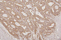 Anti-Thioredoxin 2/TXN2 Antibody Picoband®