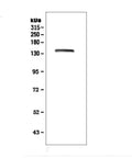 Anti-LRIG1 Antibody Picoband®