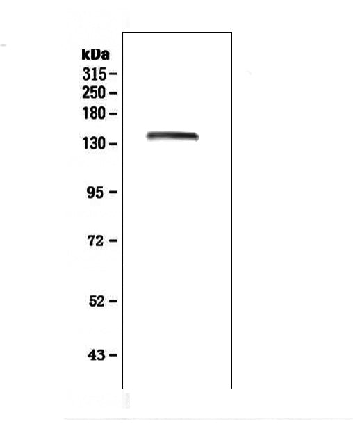 Anti-LRIG1 Antibody Picoband®