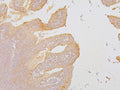 Anti-KCC2/SLC12A5 Antibody Picoband®