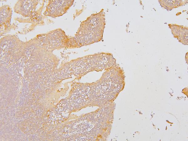 Anti-KCC2/SLC12A5 Antibody Picoband®