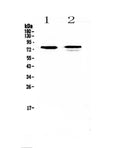 Anti-FZD3 Antibody Picoband®