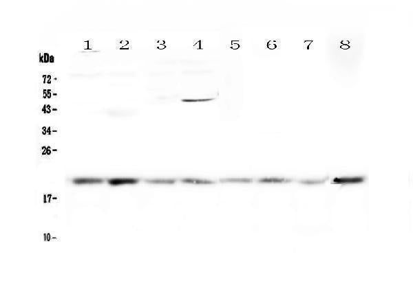 Anti-GADD45G Antibody Picoband®
