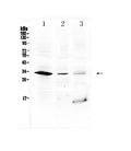Anti-HOXB1 Antibody Picoband®