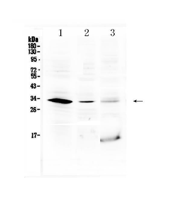 Anti-HOXB1 Antibody Picoband®