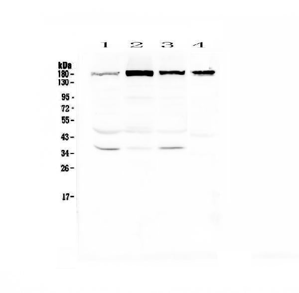 Anti-IQGAP2 Antibody Picoband®