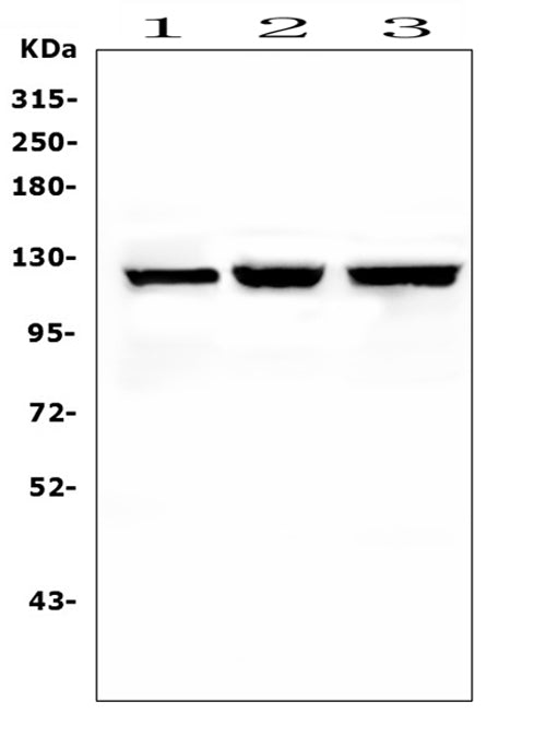 Anti-NALP2/NLRP2 Antibody Picoband®
