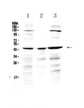 Anti-PREB Antibody Picoband®