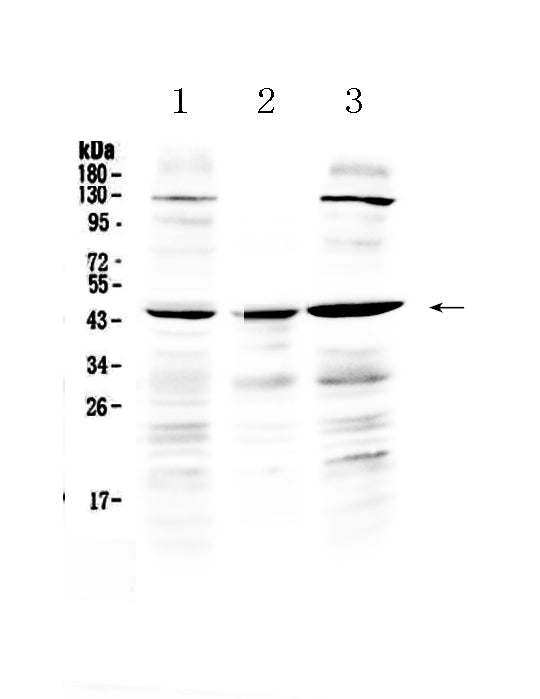 Anti-PREB Antibody Picoband®