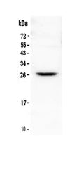 Anti-Flt3 ligand/Flt3lg Antibody Picoband®