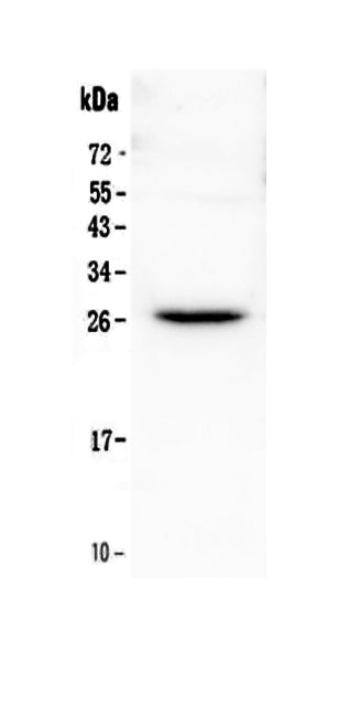Anti-Flt3 ligand/Flt3lg Antibody Picoband®