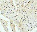 Anti-PTBP2 Antibody Picoband®