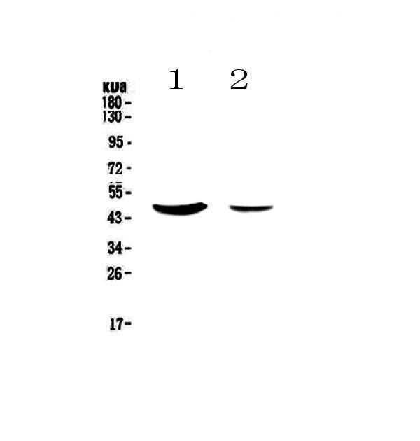Anti-MUC7 Antibody Picoband®