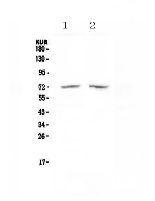 Anti-HDAC10 Antibody Picoband®