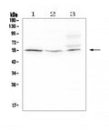 Anti-D6/ACKR2 Antibody Picoband®