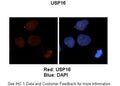 Anti-USP16 Antibody Picoband®