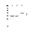 Anti-Regucalcin/RGN Antibody Picoband®