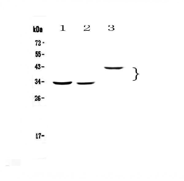 Anti-Regucalcin/RGN Antibody Picoband®