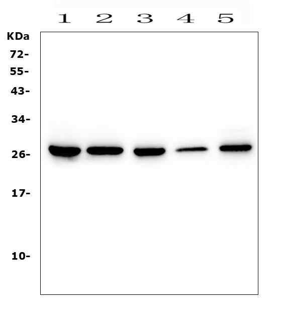 Anti-CD160 Antibody Picoband®