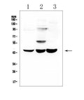 Anti-ELAVL2 HuB Antibody Picoband®