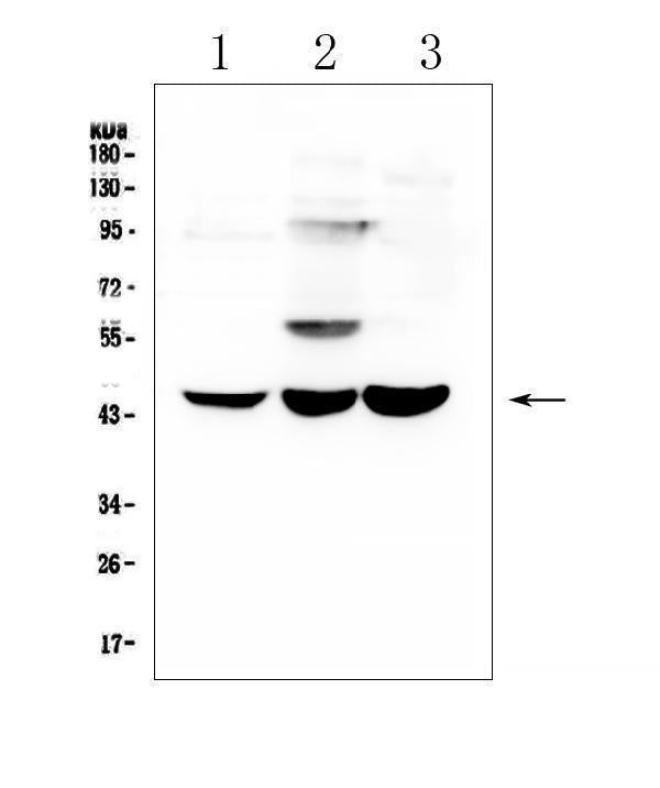 Anti-ELAVL2 HuB Antibody Picoband®