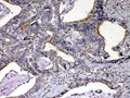 Anti-NOV/CCN3 Antibody Picoband®