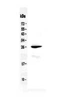 Anti-RND1 Antibody Picoband®