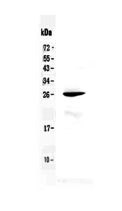 Anti-RND1 Antibody Picoband®